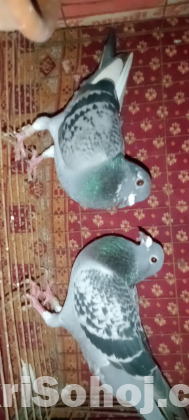 এক জোড়া মাক্সি রেসার কবুতর